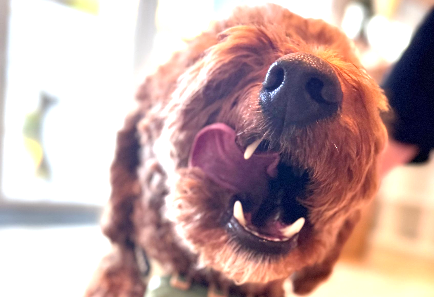 Katze schaut bei der Zubereitung der Barfration zu