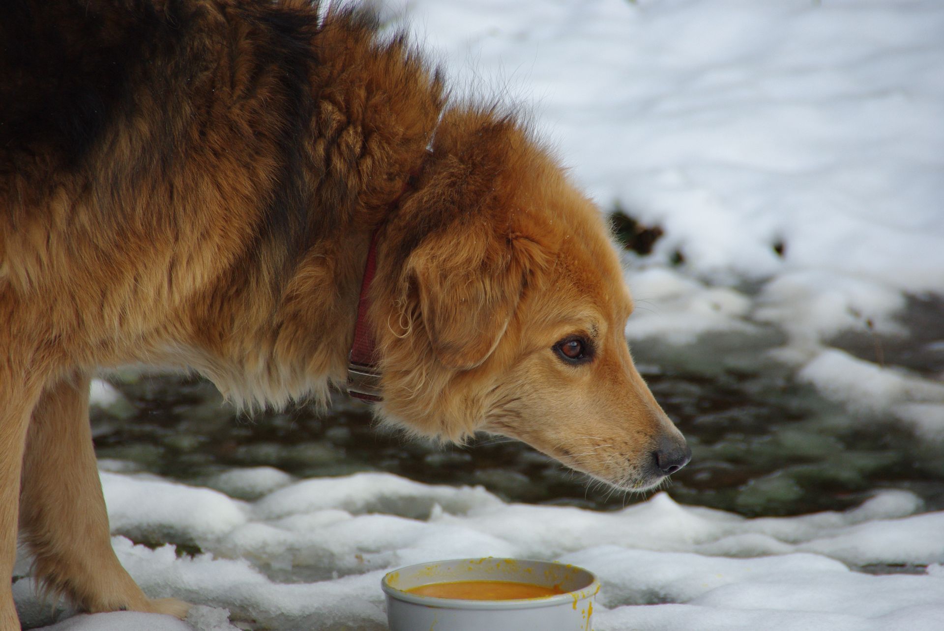 Hund im Schnee vor einer Futterschüssel mit Kürbissuppe
