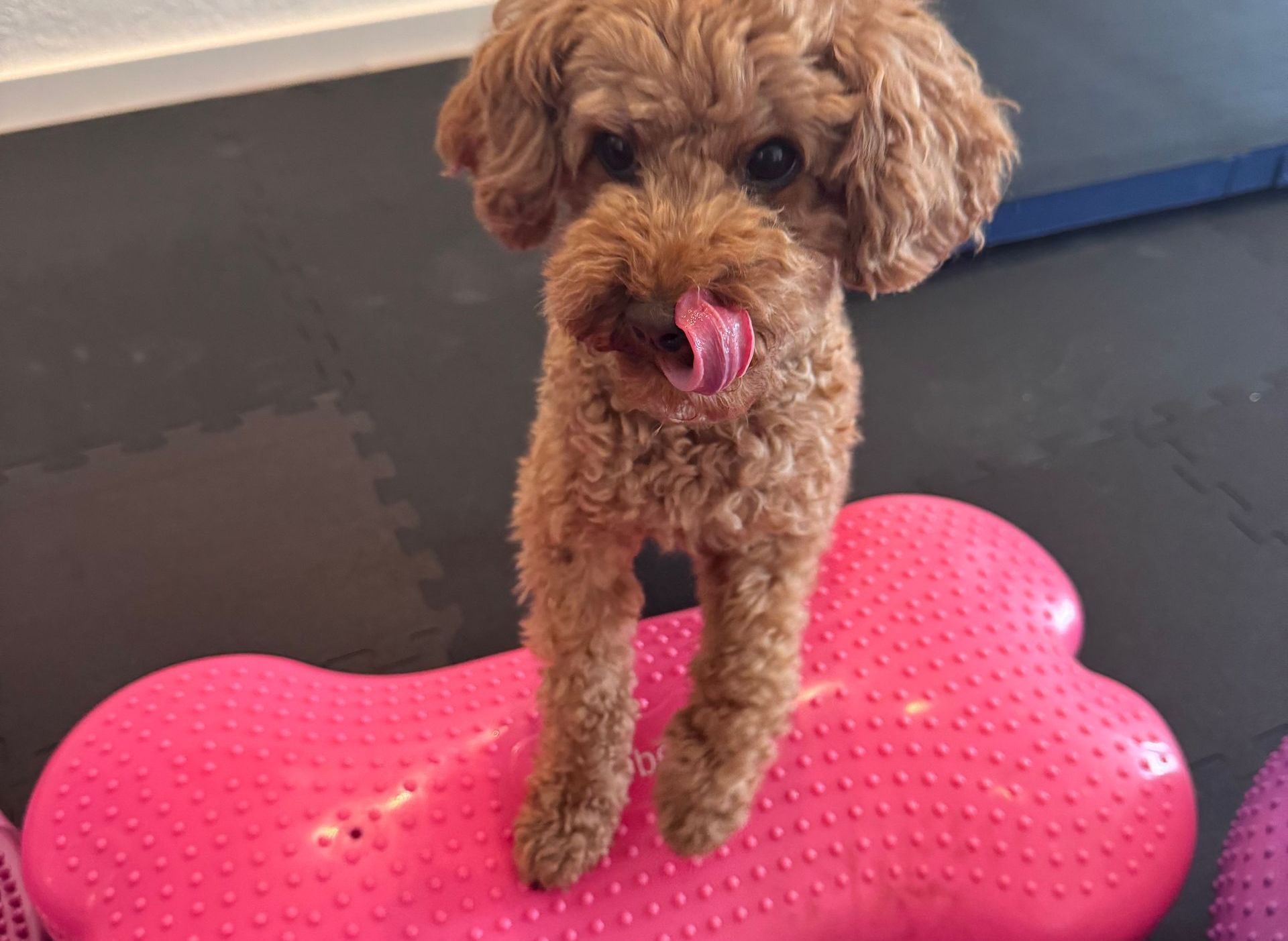 Louis_helpyourpet
