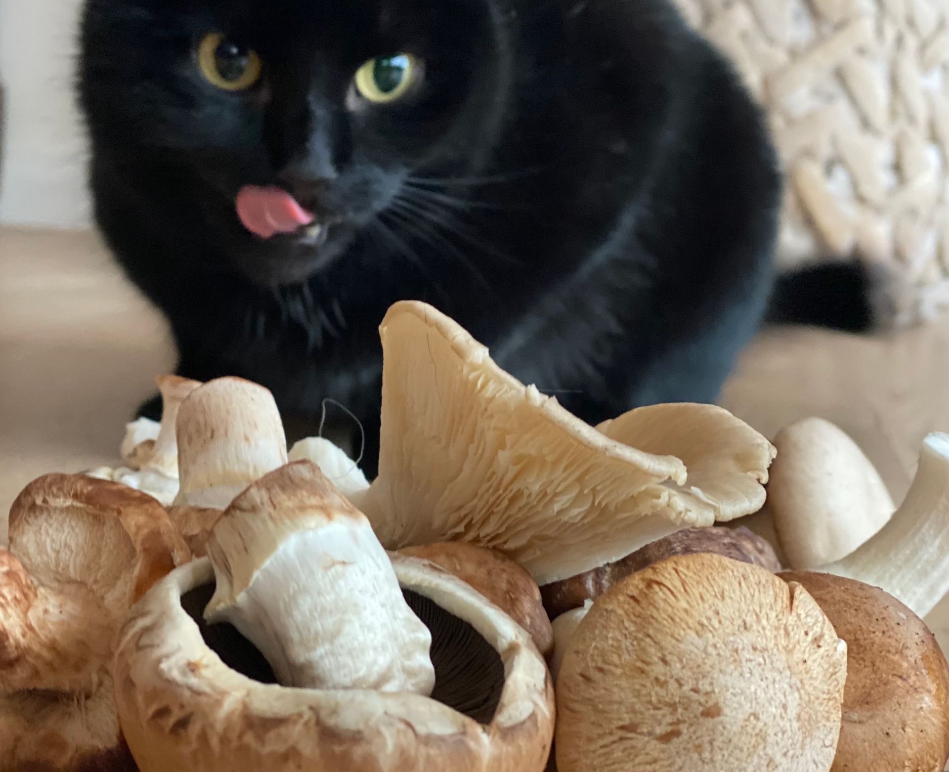 schwarze Katze sitzt in Pilzen