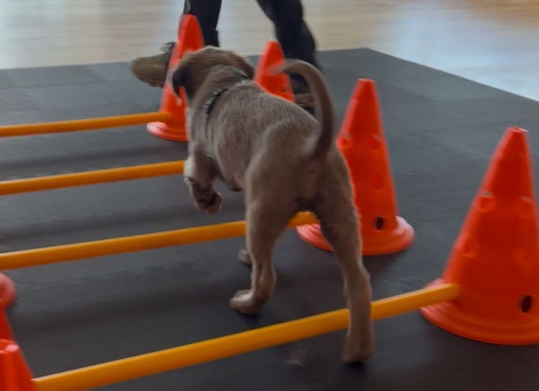 Malinois Hund
