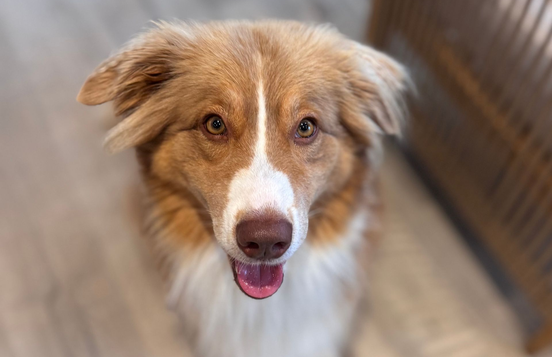 Katzenbaby sitzt vor dem Futternapf