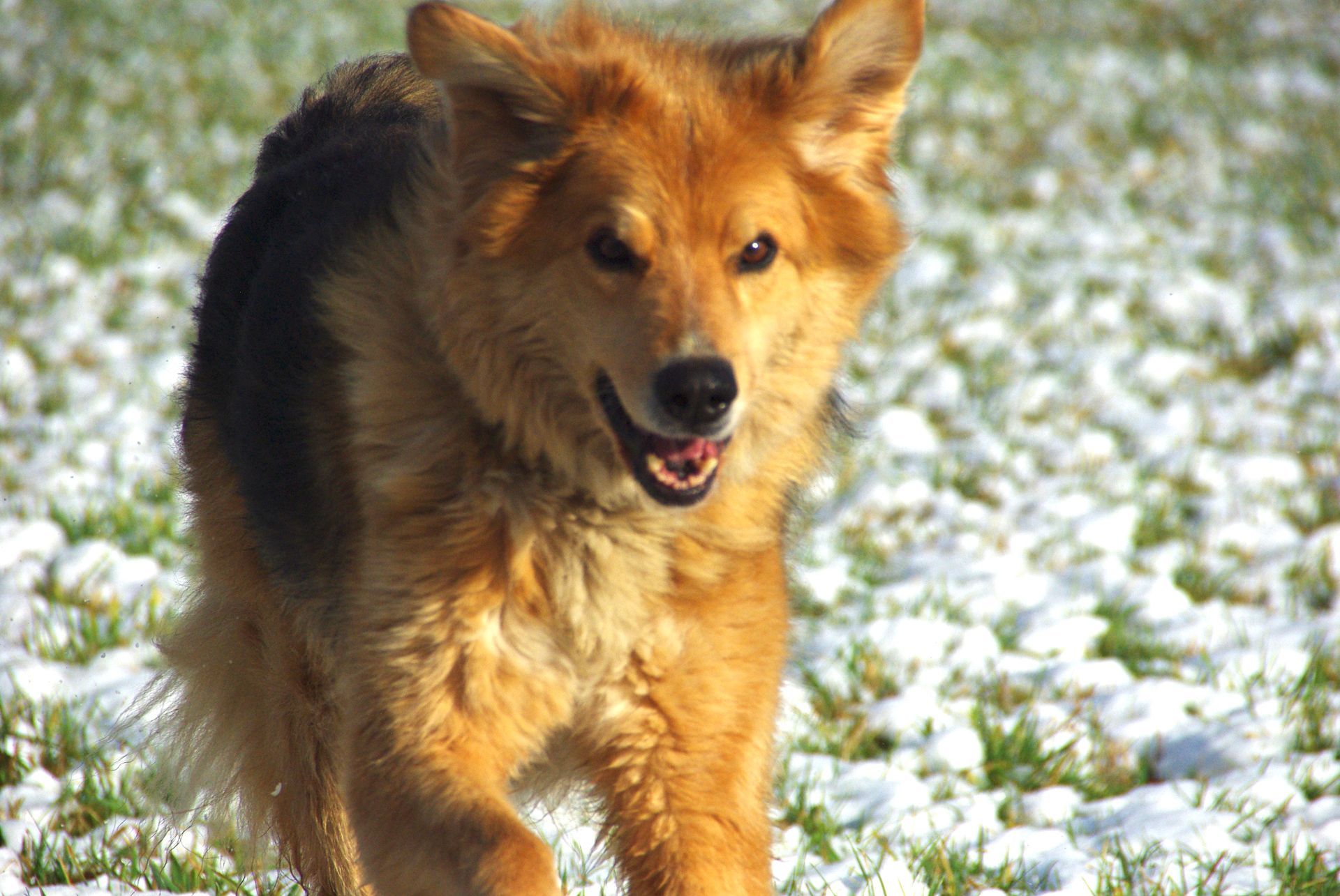 Schäferhundmix rennt über ein Feld