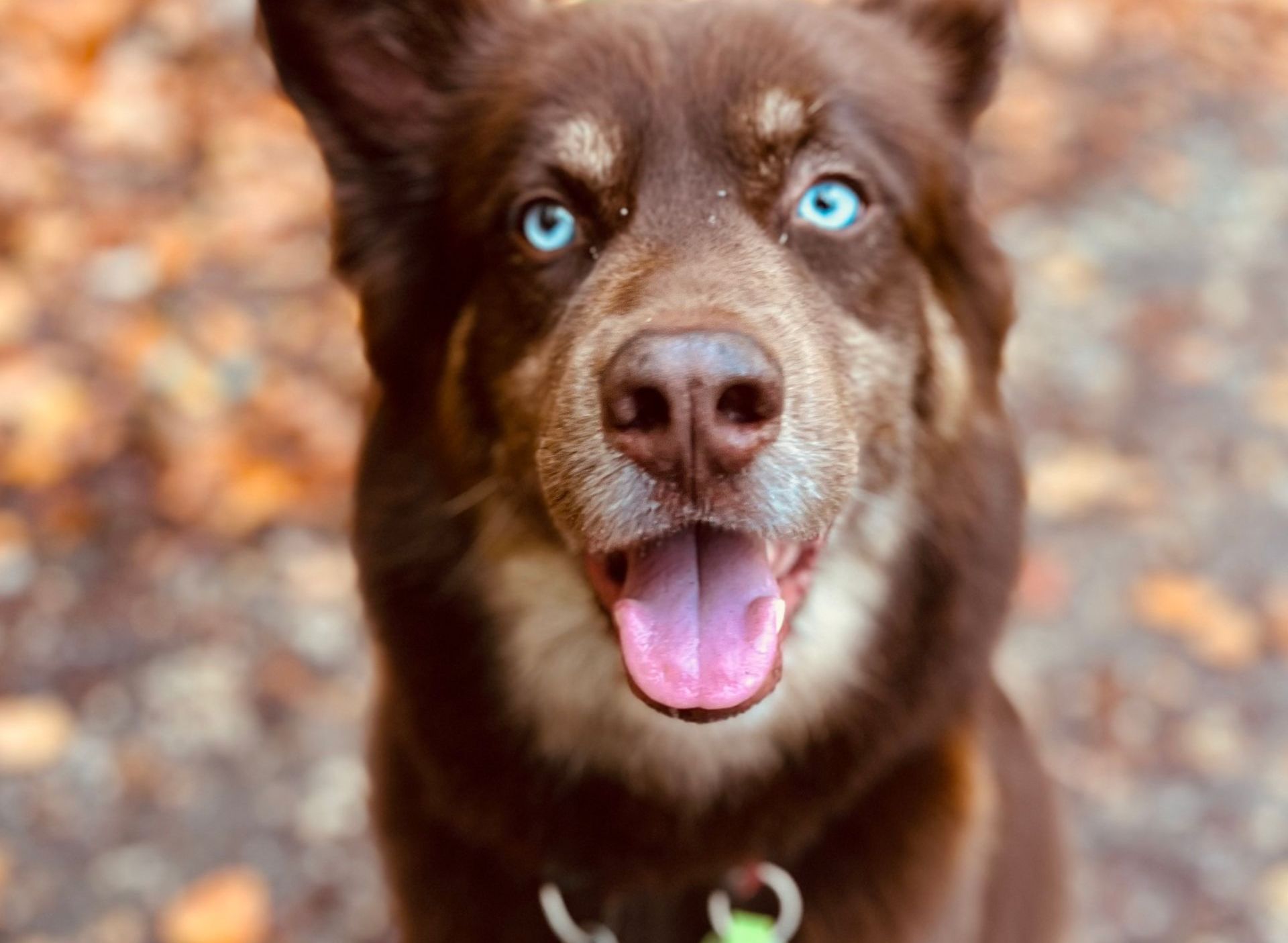 Huskymix, brauner Hund mit blauen Augen