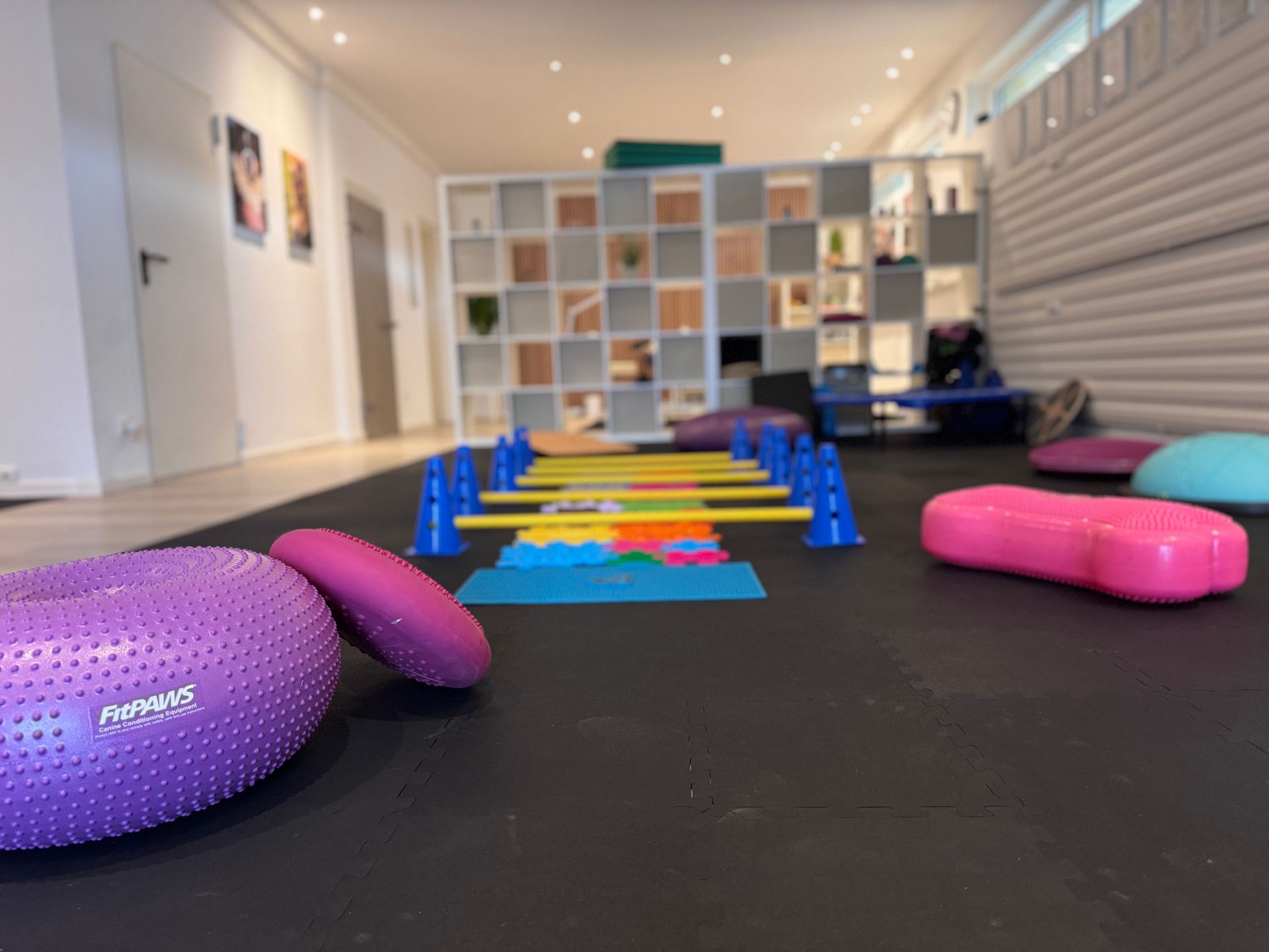 Trainingsfläche Hundephysio Praxis mit verschiedenen Balancegeräten und Cavaletti Stangen