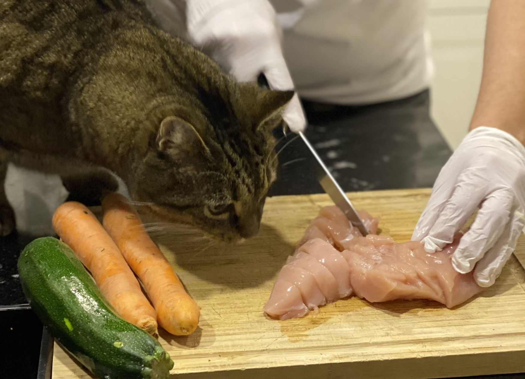 Katze schaut bei der Zubereitung der Barfration zu