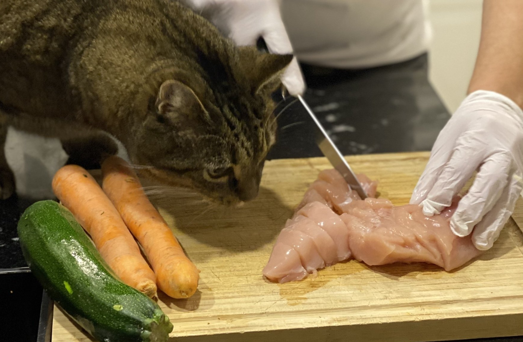 Katze schaut bei der Zubereitung der Barfration zu