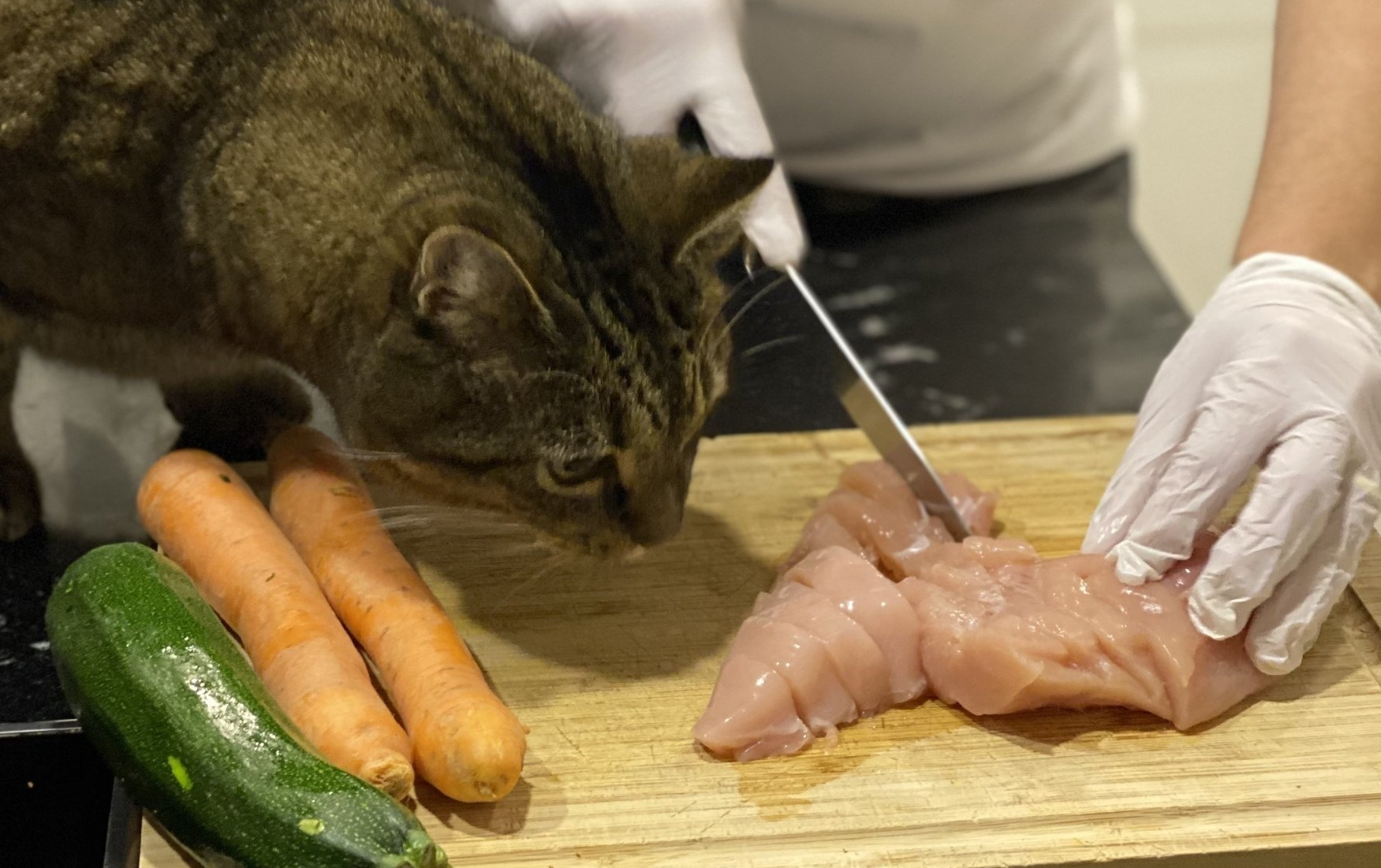 Katze schaut bei der Zubereitung der Barfration zu