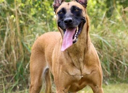 Malinois Hund