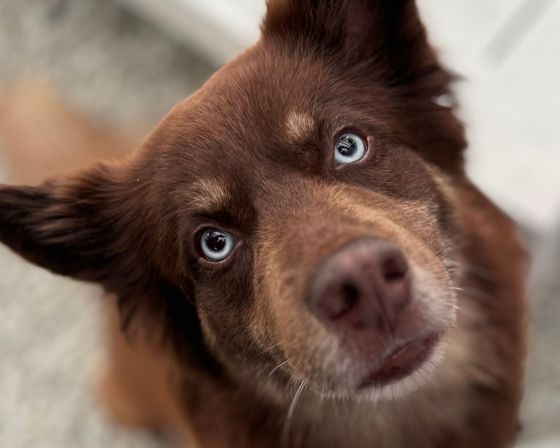 Brauner Hund mit blauen Augen schaut in die Kamera. Die Kamera ist aufsichtig.