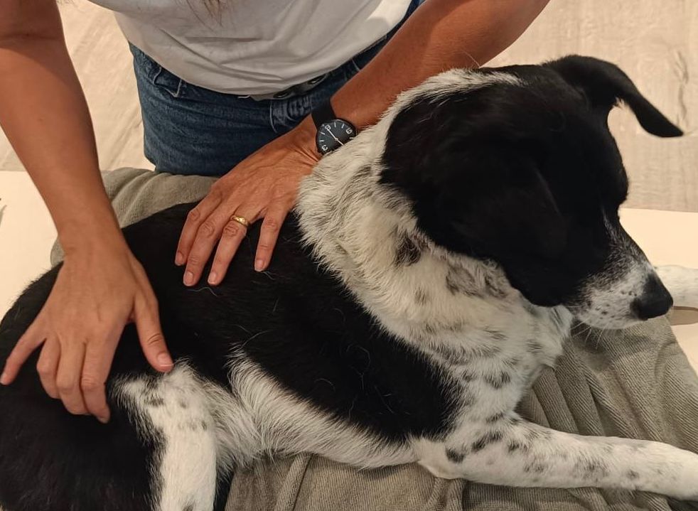 Schäferhund liegt auf dem Boden und schaut nach oben