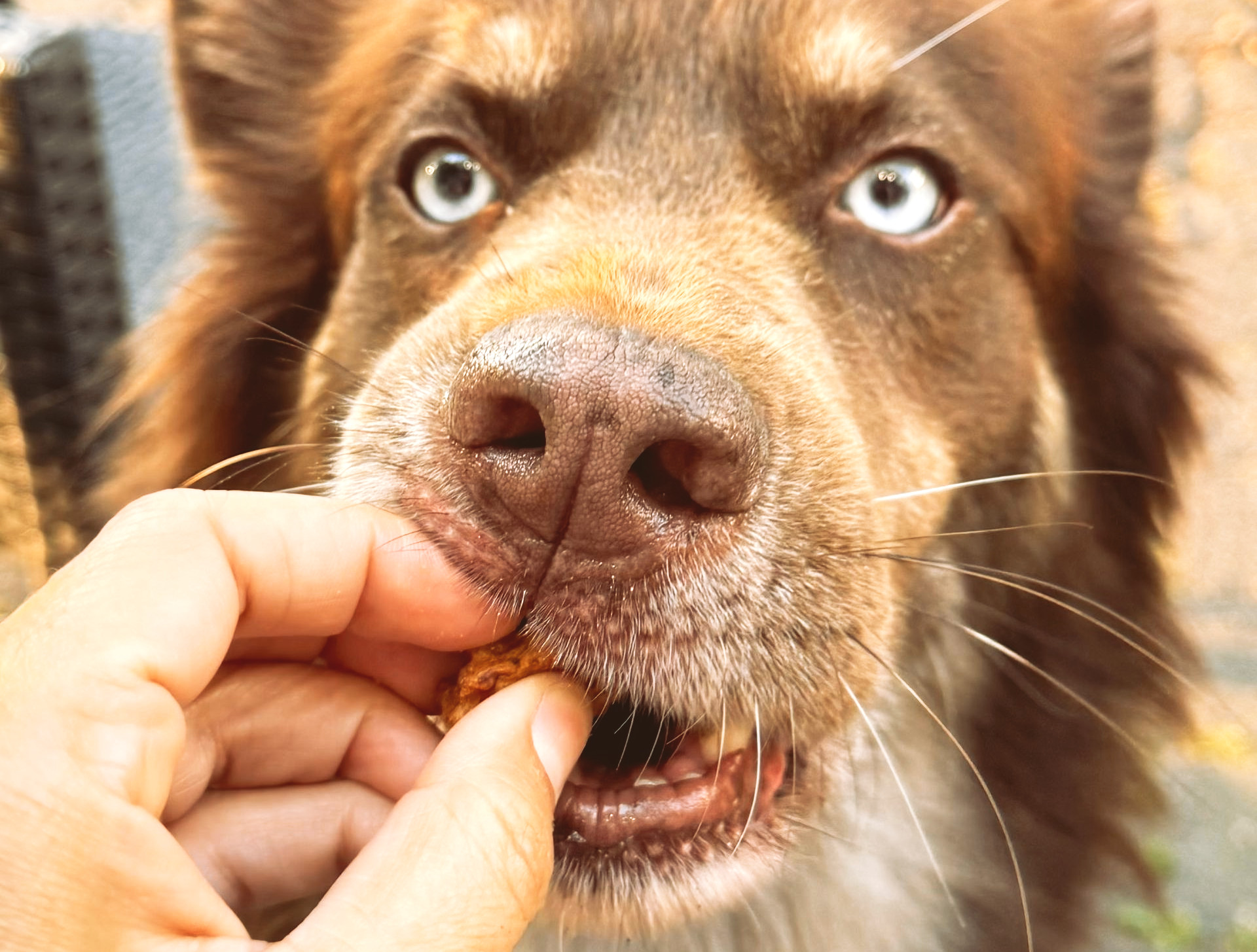 Katzenbaby sitzt vor dem Futternapf