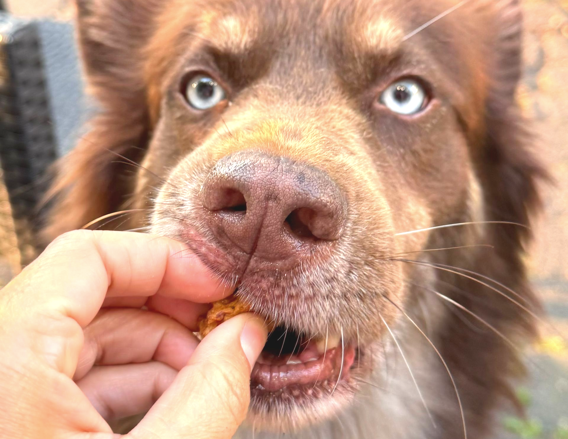 Hand die einen Hund füttert