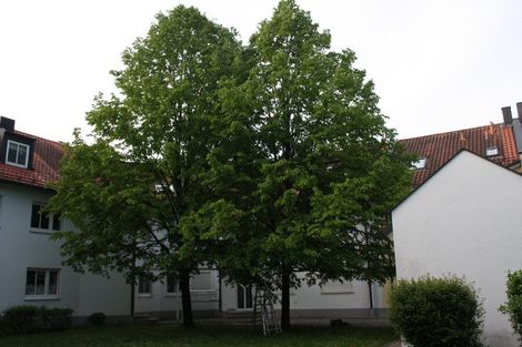 Baumauslichtung bei Linden | Baumpflege Dellinger