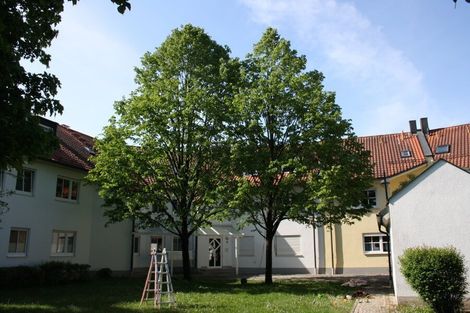 Nach der Baumauslichtung bei Linden | Baumpflege Dellinger