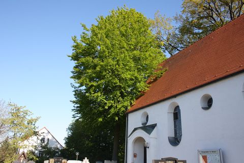 Sanierungskonzepte für Baumpflege