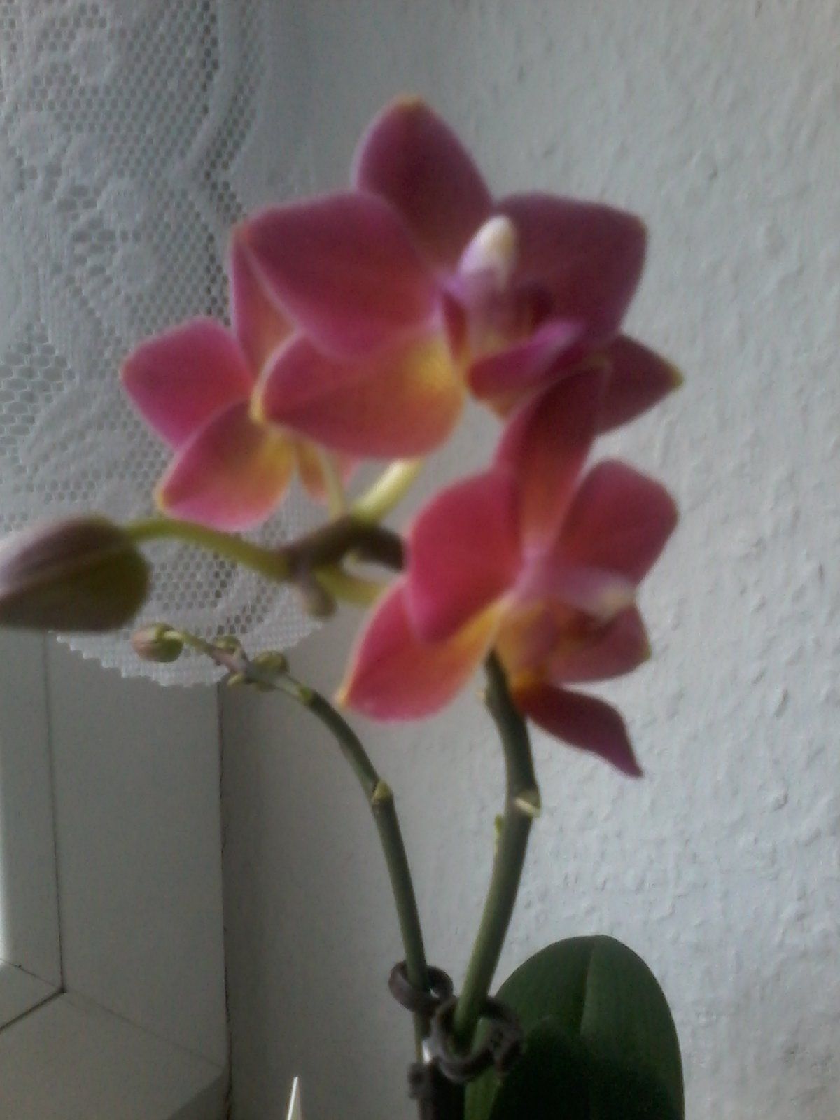 Orchidee im Fenster