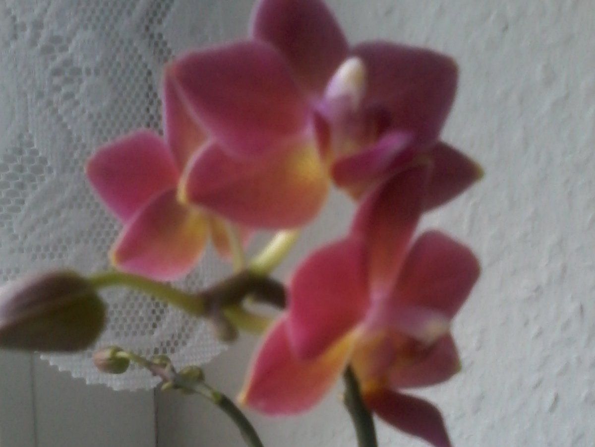 Orchidee