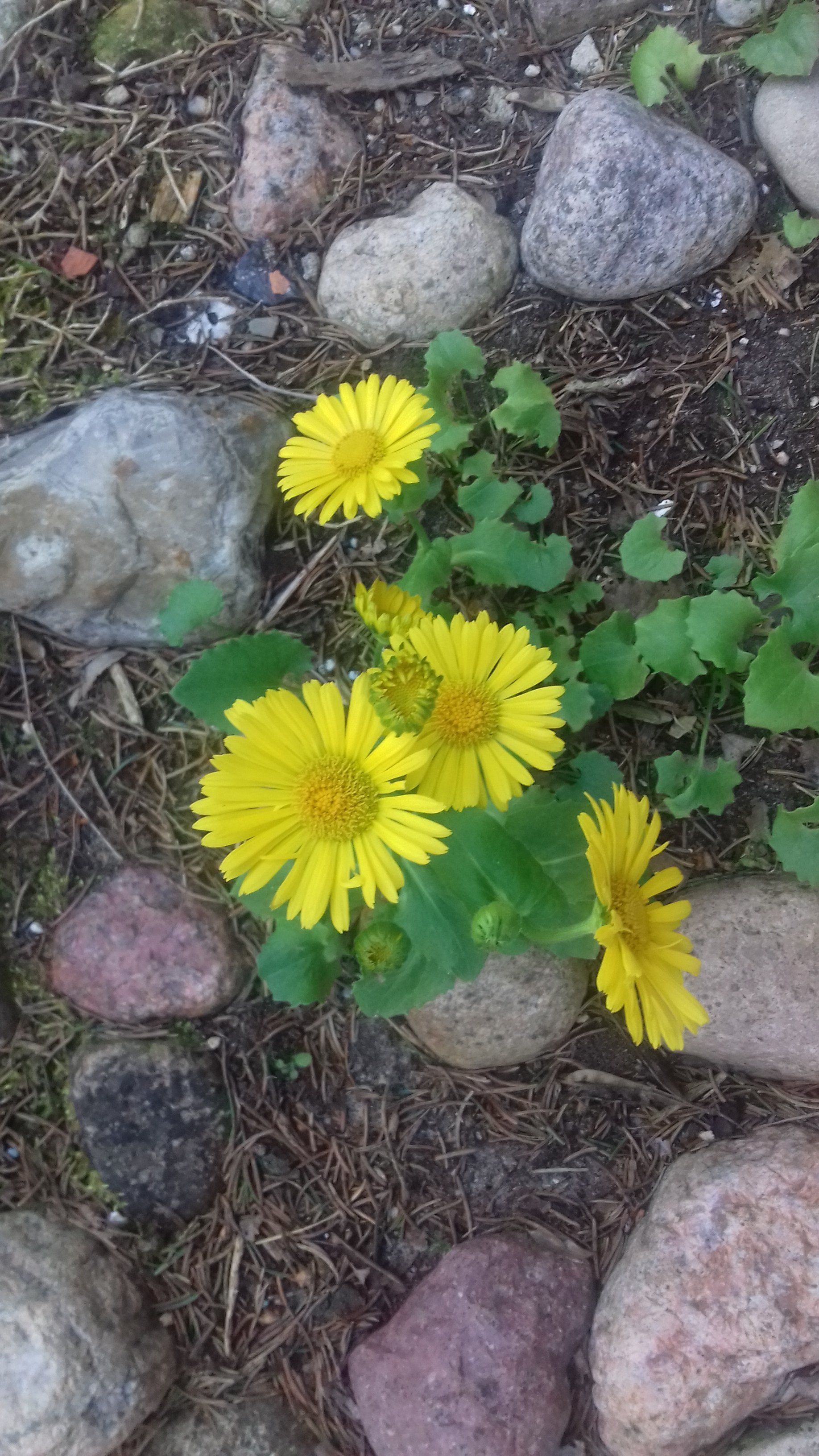 gelbe Blumen zwischen Steinen