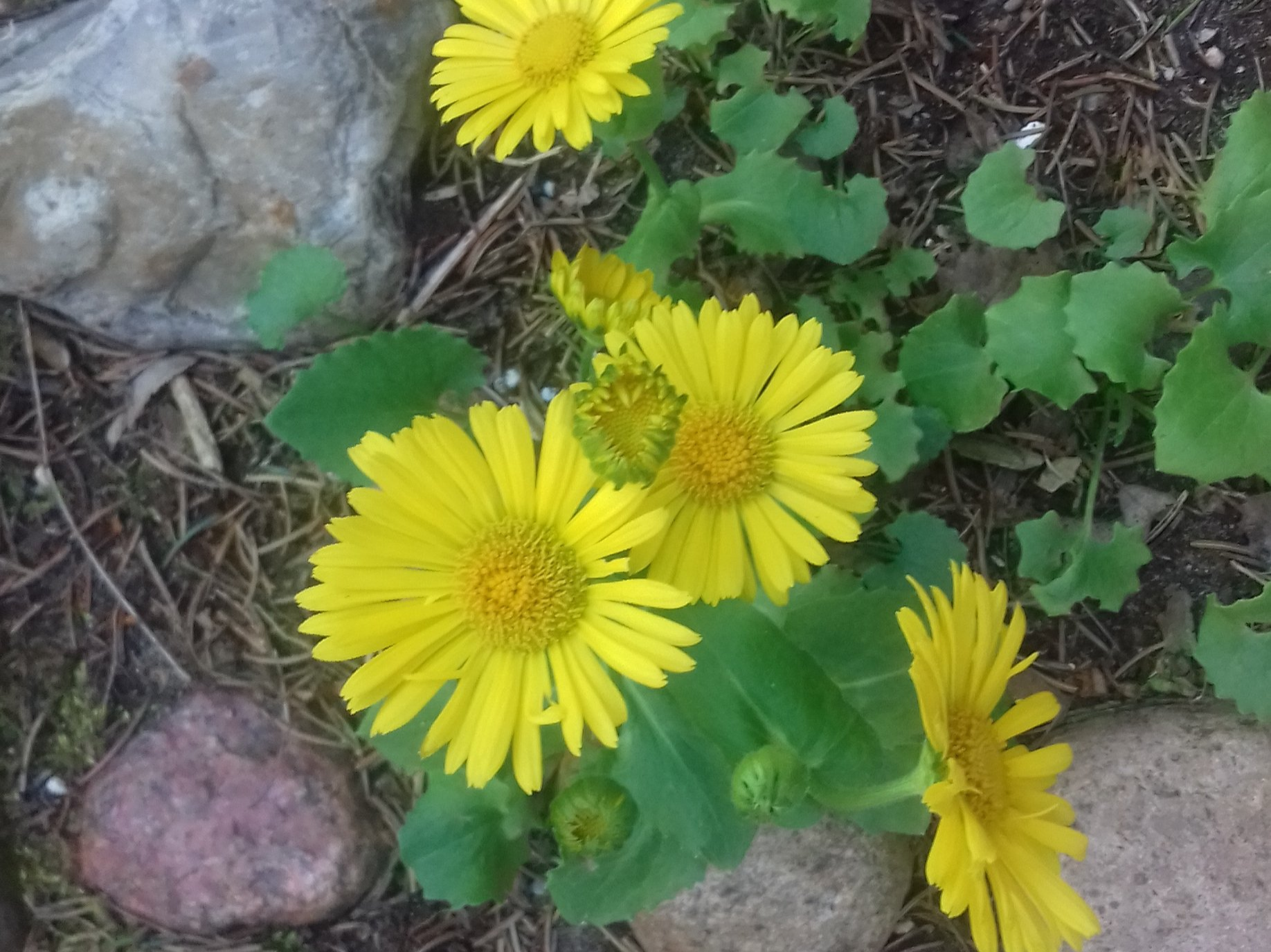 gelbe Blumen und Steine