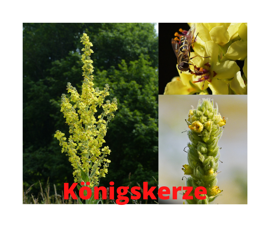 Heilpflanze, gut für Insekten Königskerze
