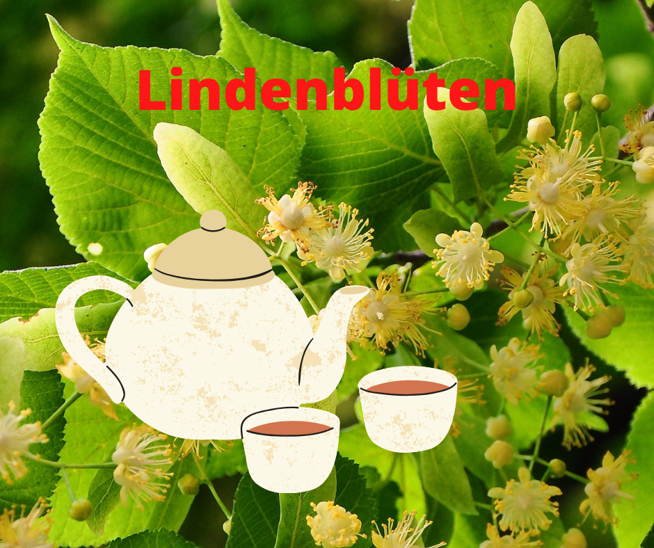Nach Durchnässung oder Unterkühlung sowie in Zeiten hoher Ansteckungsgefahr kann Lindenblütentee zur Vorbeugung einer Erkältung helfen. Lindenblütentee