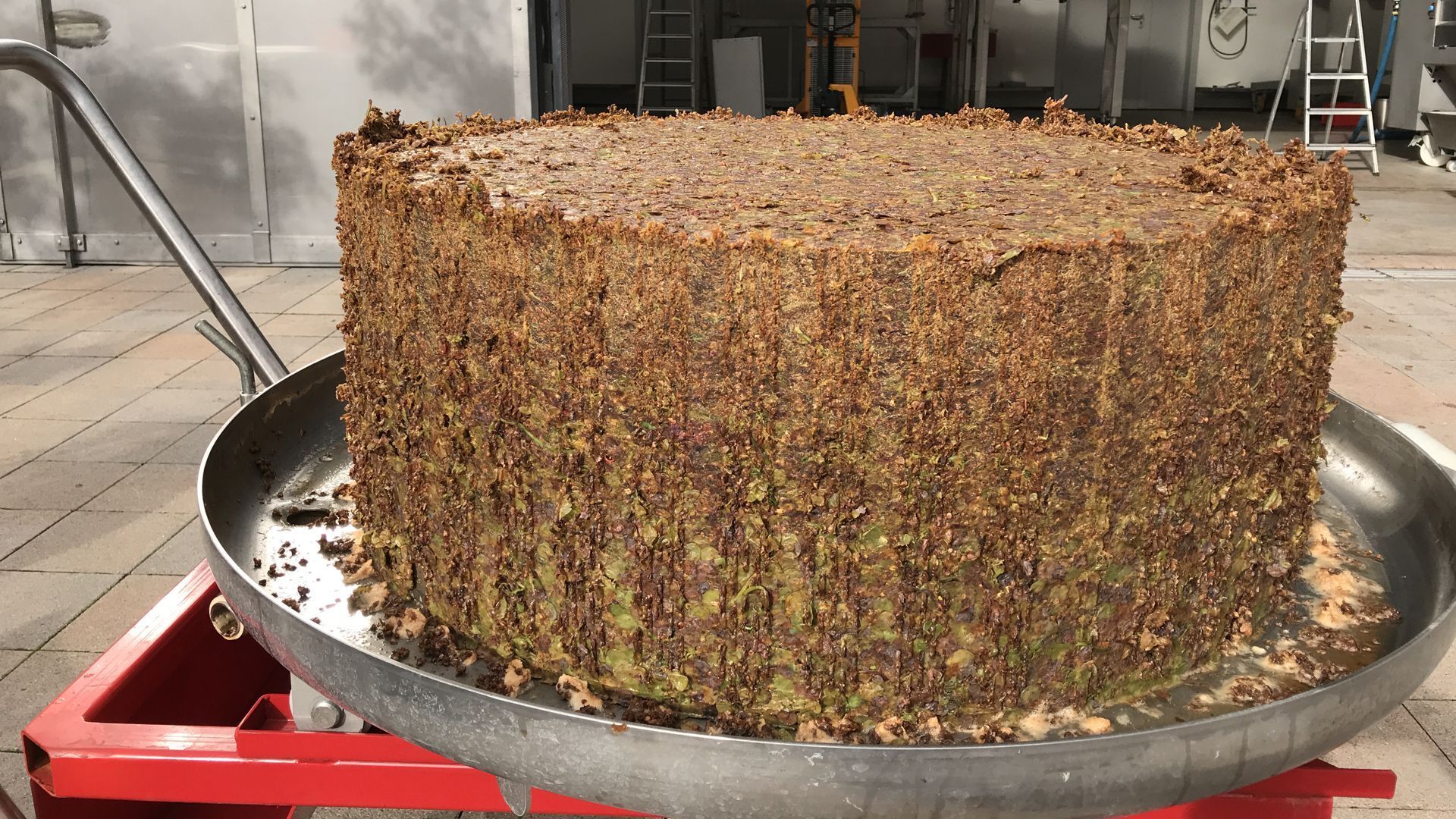 ganz schön wilde Hefen