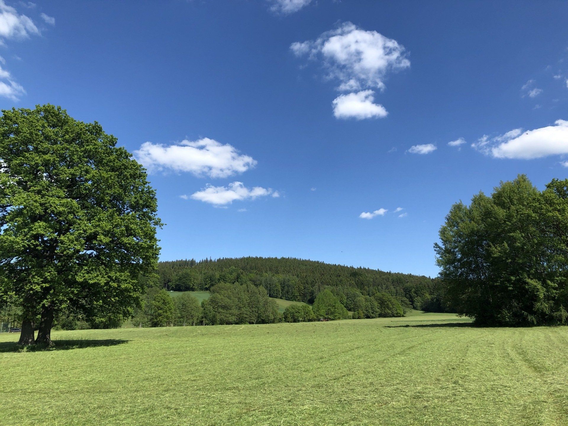 Über Rödeltaler Grauvieh