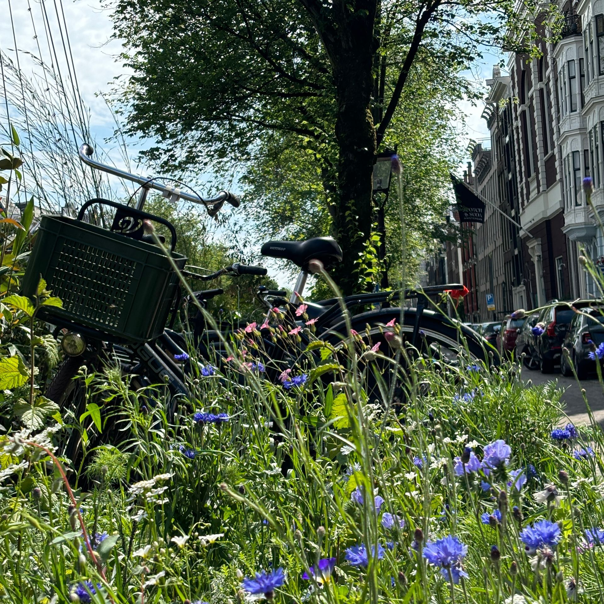 Herzblut Amsterdam Stadtführungen. Deutsch. Kleine Gruppe. Privatführung. Grachtengürtel