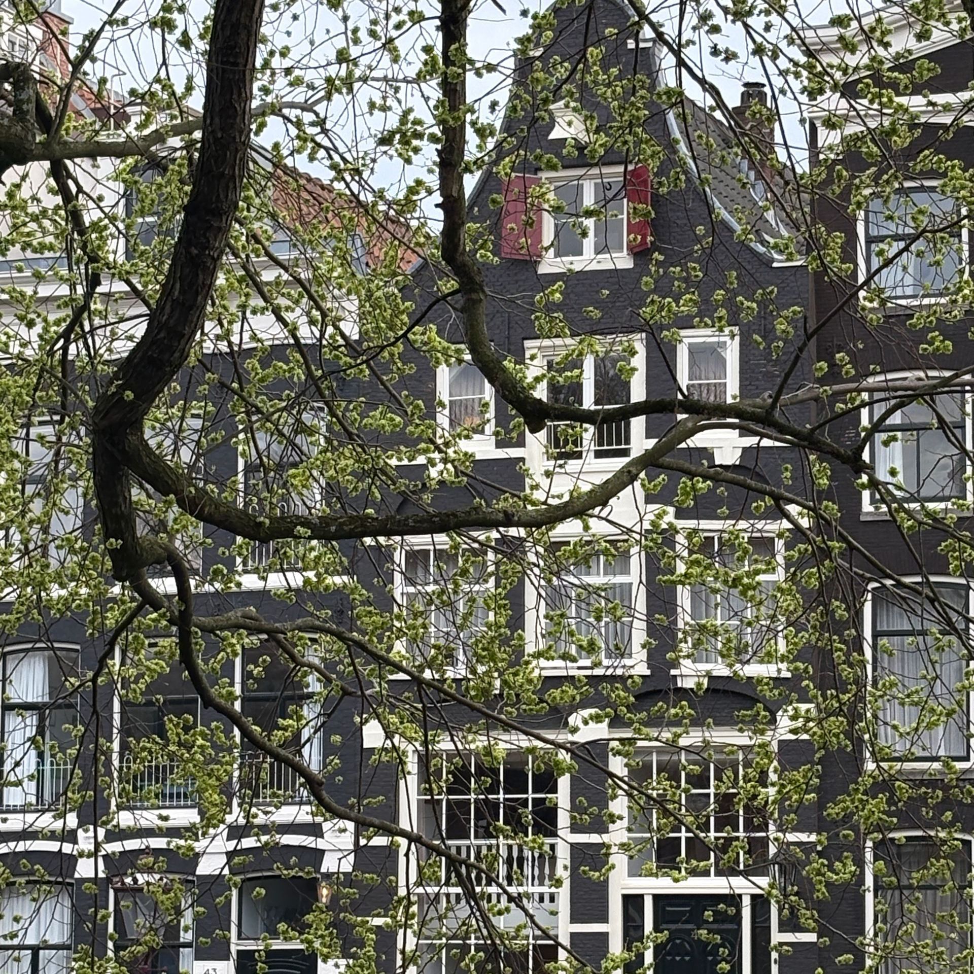 Herzblut Amsterdam Stadtführungen. Deutsch. Kleine Gruppe. Privatführung. Grachten