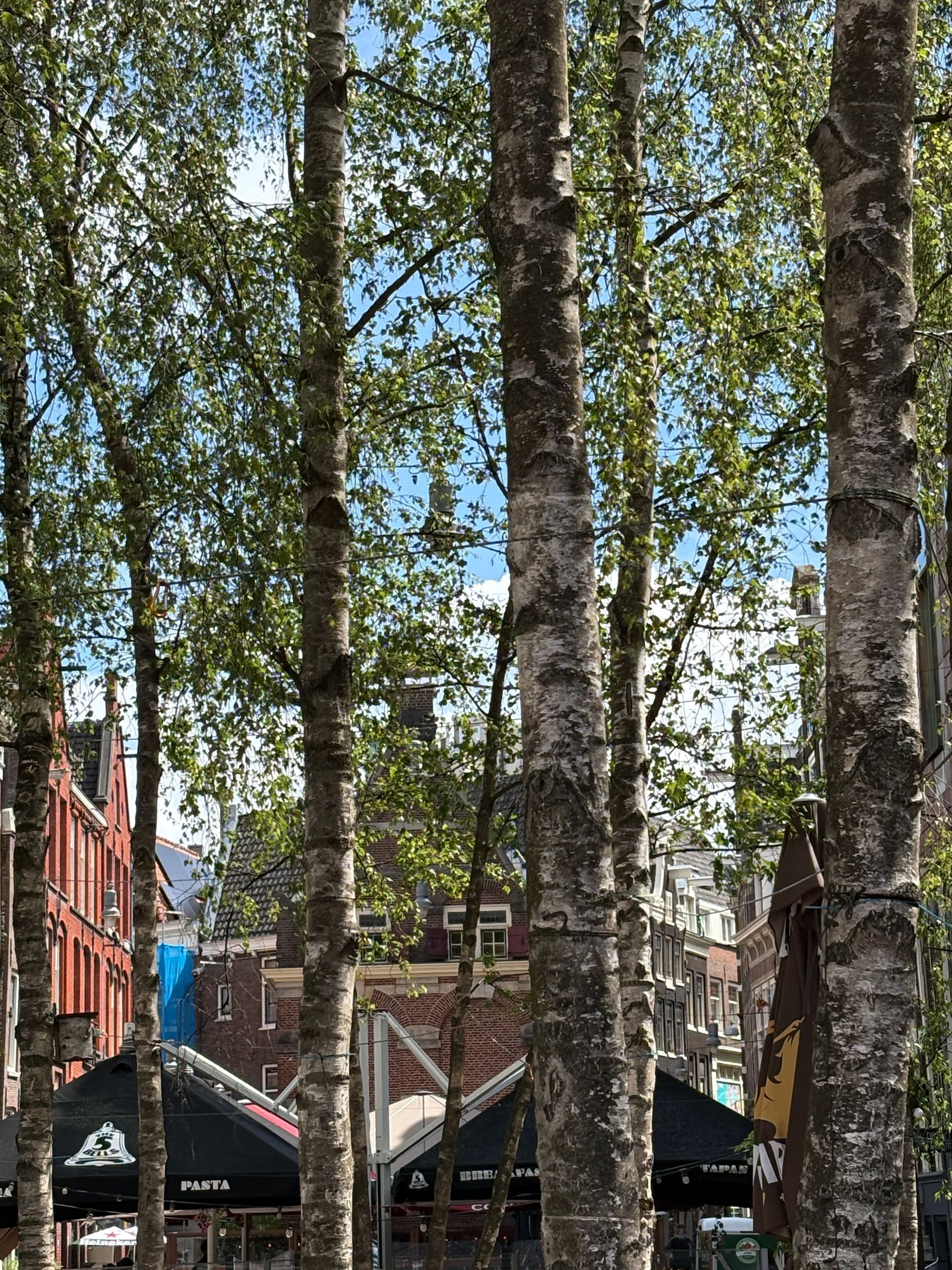 Herzblut Amsterdam Stadtführungen. Deutsch. Kleine Gruppe. Privatführung. Historisches Zentrum