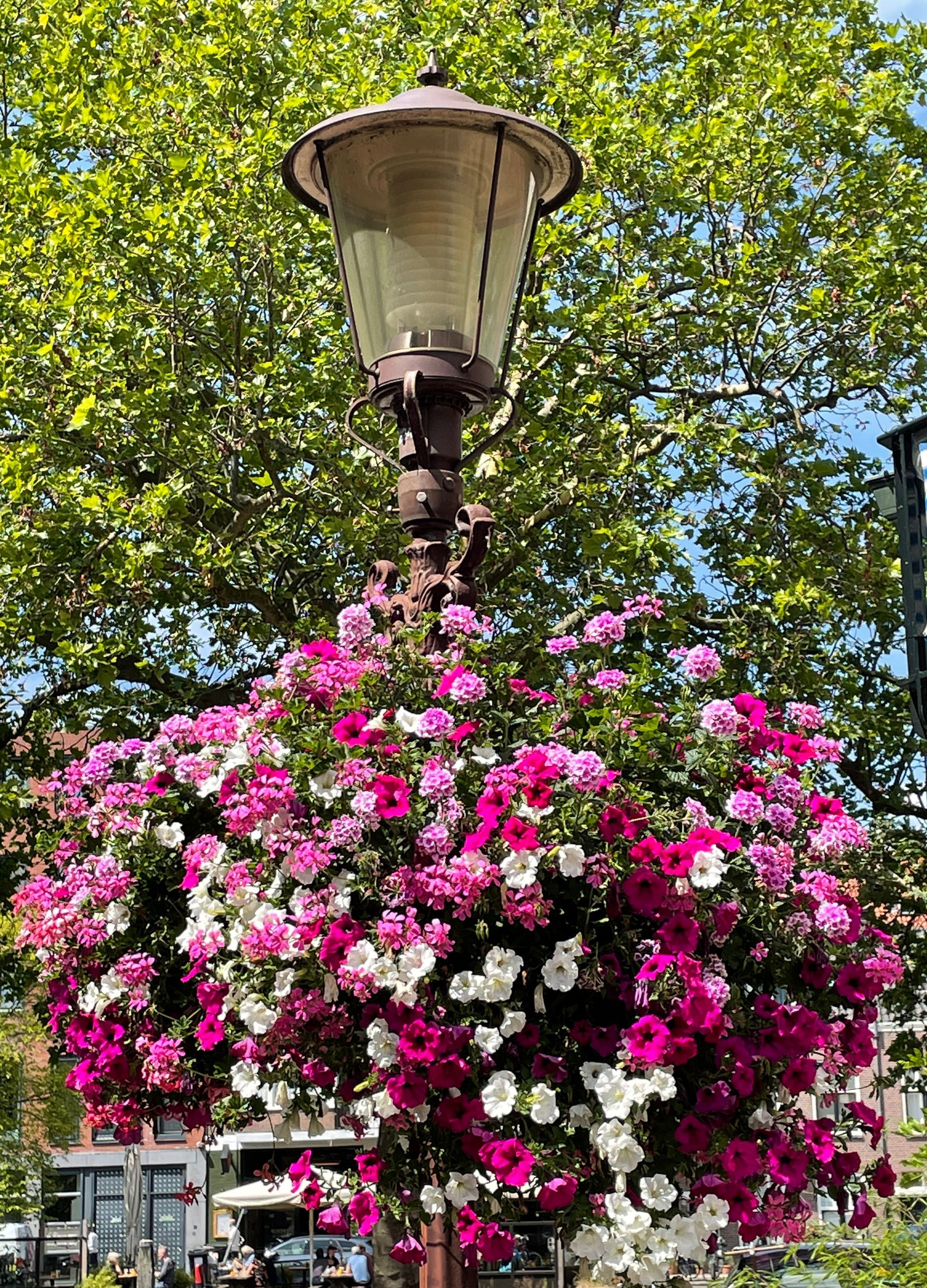 Herzblut Amsterdam Stadtführungen, auf deutsch, kleine Gruppen. Privatführungen. Tulpen.