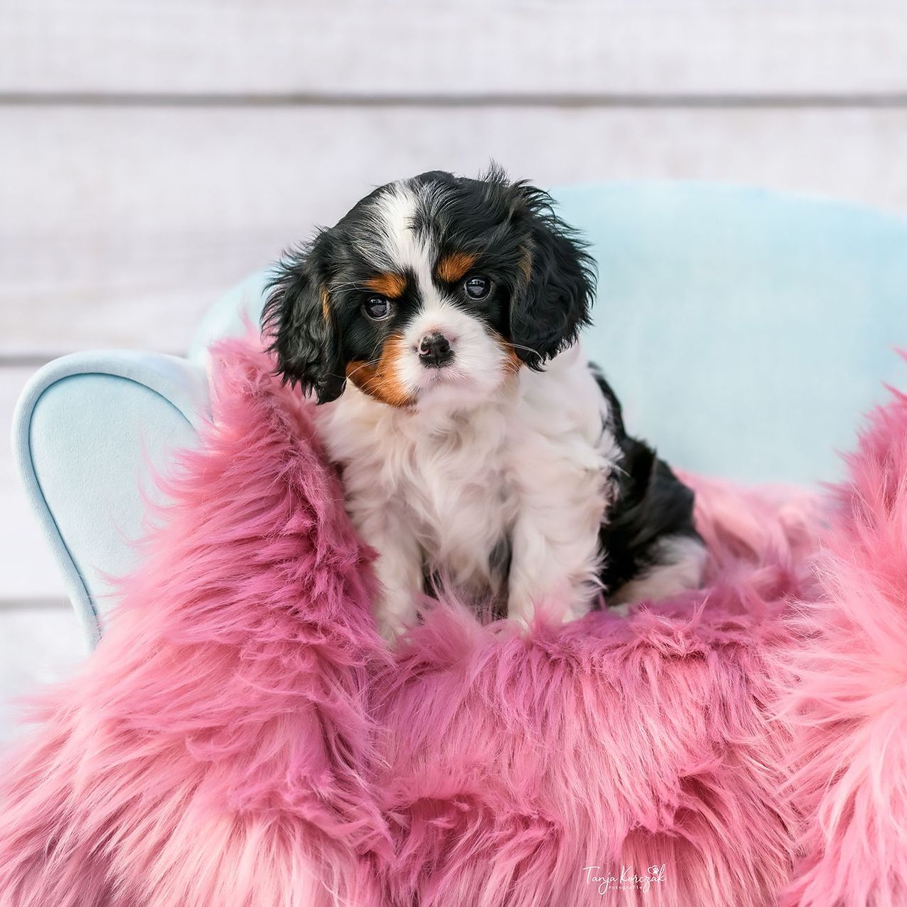 Ein Cavalier King Charles Welpe zieht ein. Grundausstattung, Versicherung und vieles mehr.