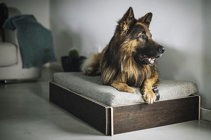 La decoración de interiores con un perro en casa