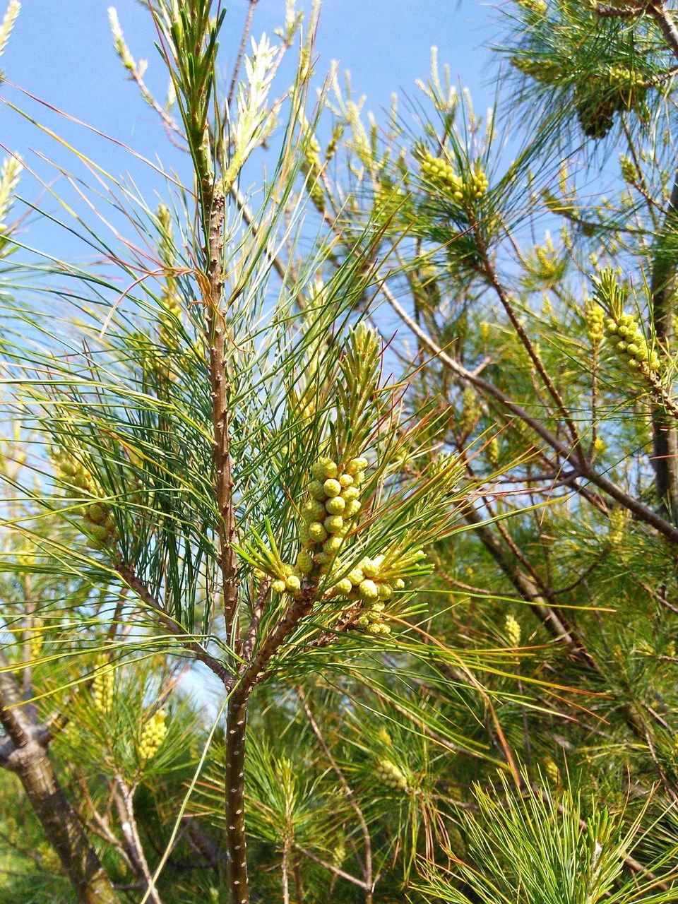 Conifers Don T Bloom
