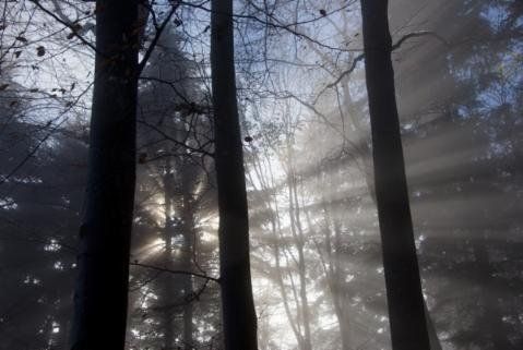 Wald, Sonnenlicht, Lichtstrahl, Bäume, blau, mystisch, verwunschen, nebelig, Impressionen, Geschichte