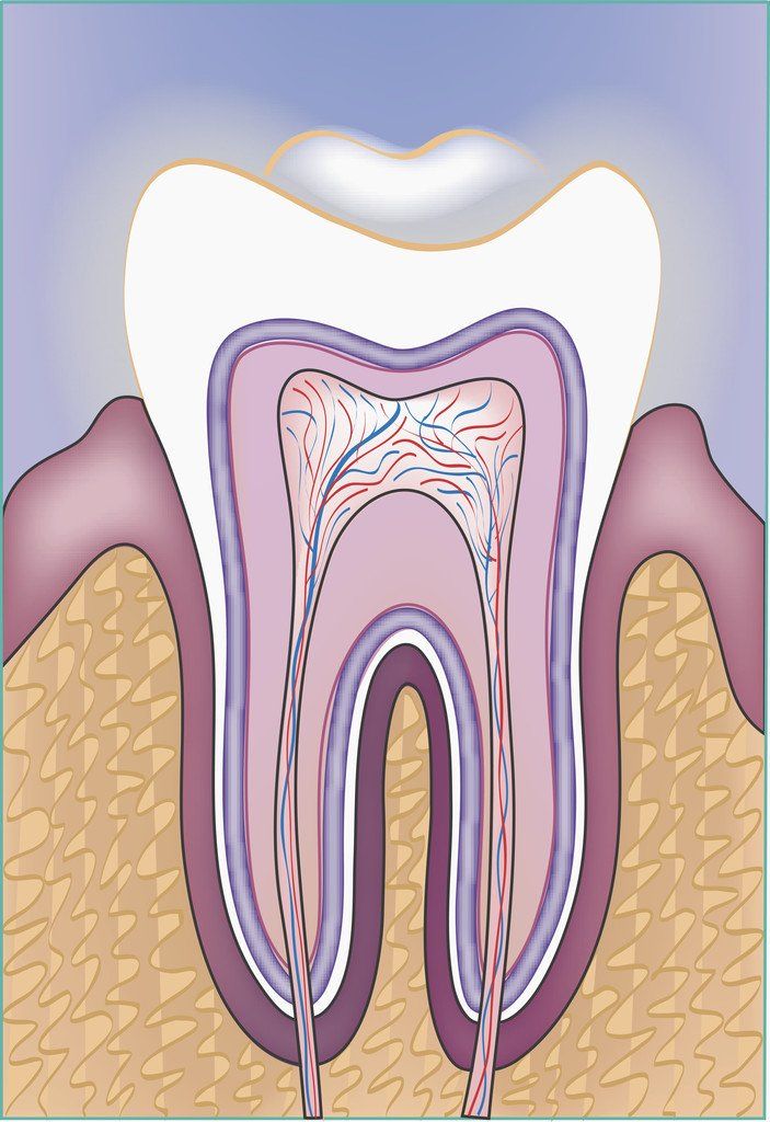 Zahn