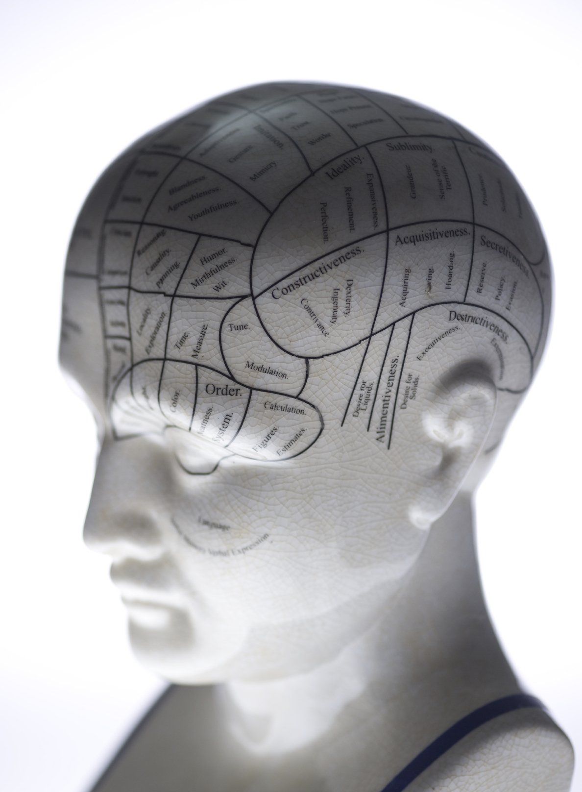 Grey bust of the human head showing  the various parts of the brain