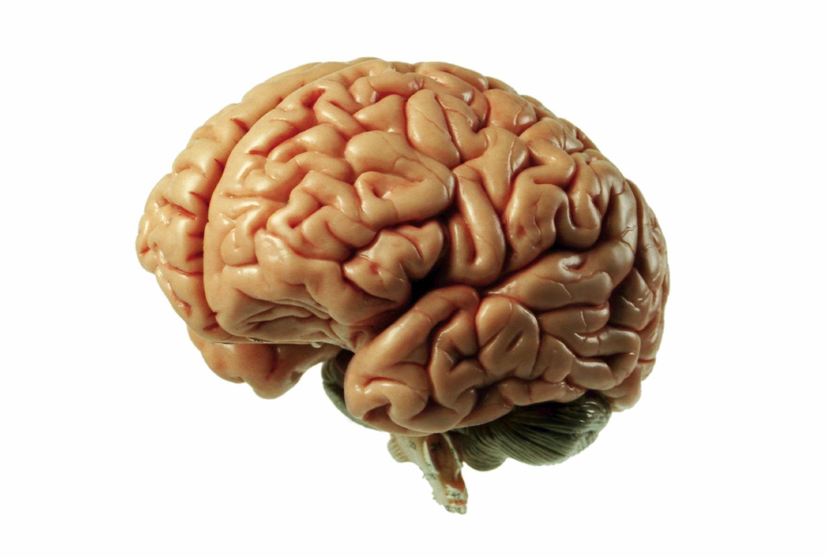 Photo of a fully in-tact human brain