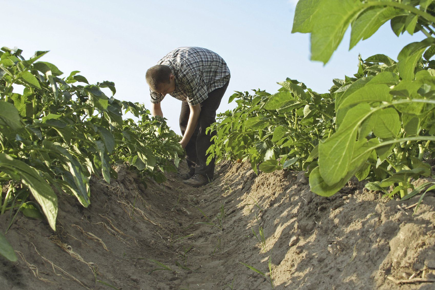 Man tending crops in field