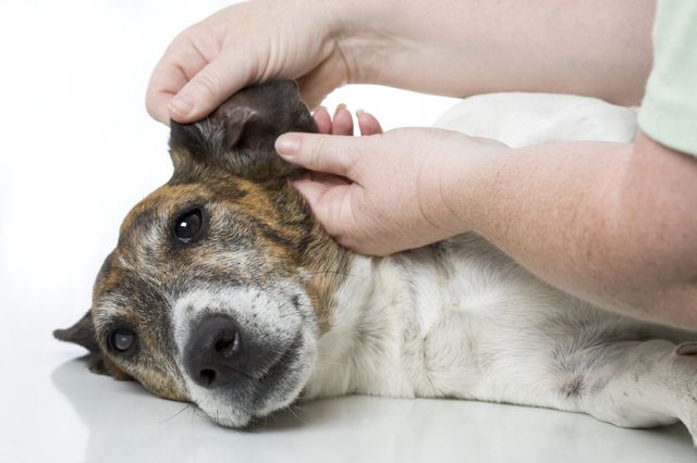 Comment nettoyer les oreilles de mon chien ?