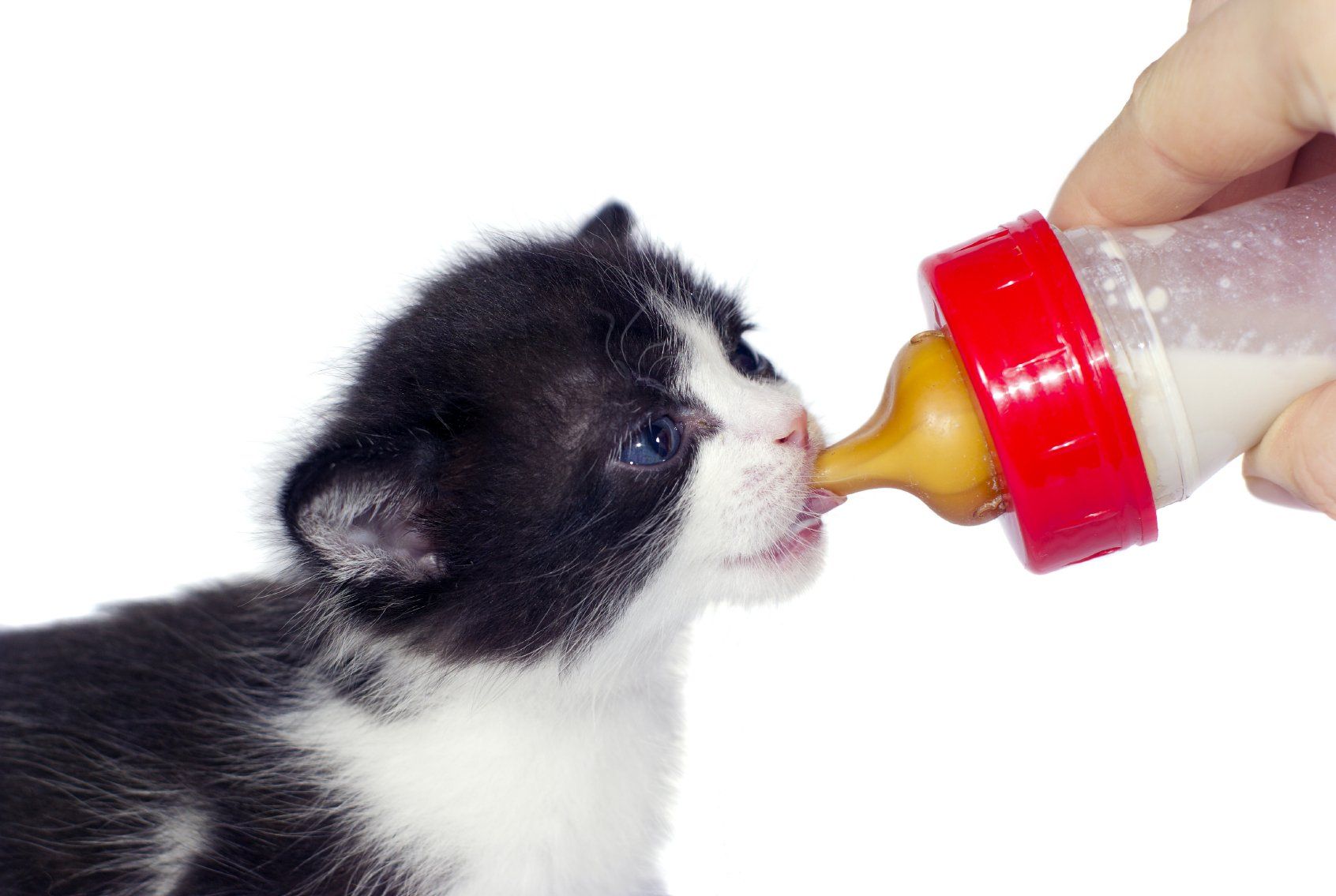Животные пьют молоко. Соска для котят. Приспособление для искусственного вскармливания котят. Соска для маленьких котят. Бутылочка для вскармливания котят.