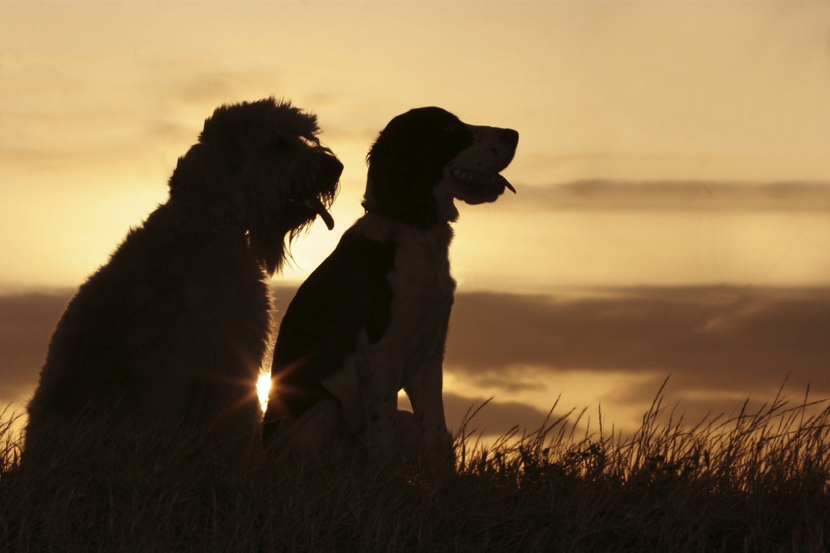 Hunde haben vier Beine, damit sie ihr grosses Herz tragen können