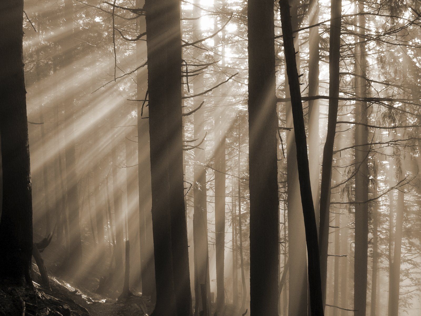 Licht dämmert durch den Wald