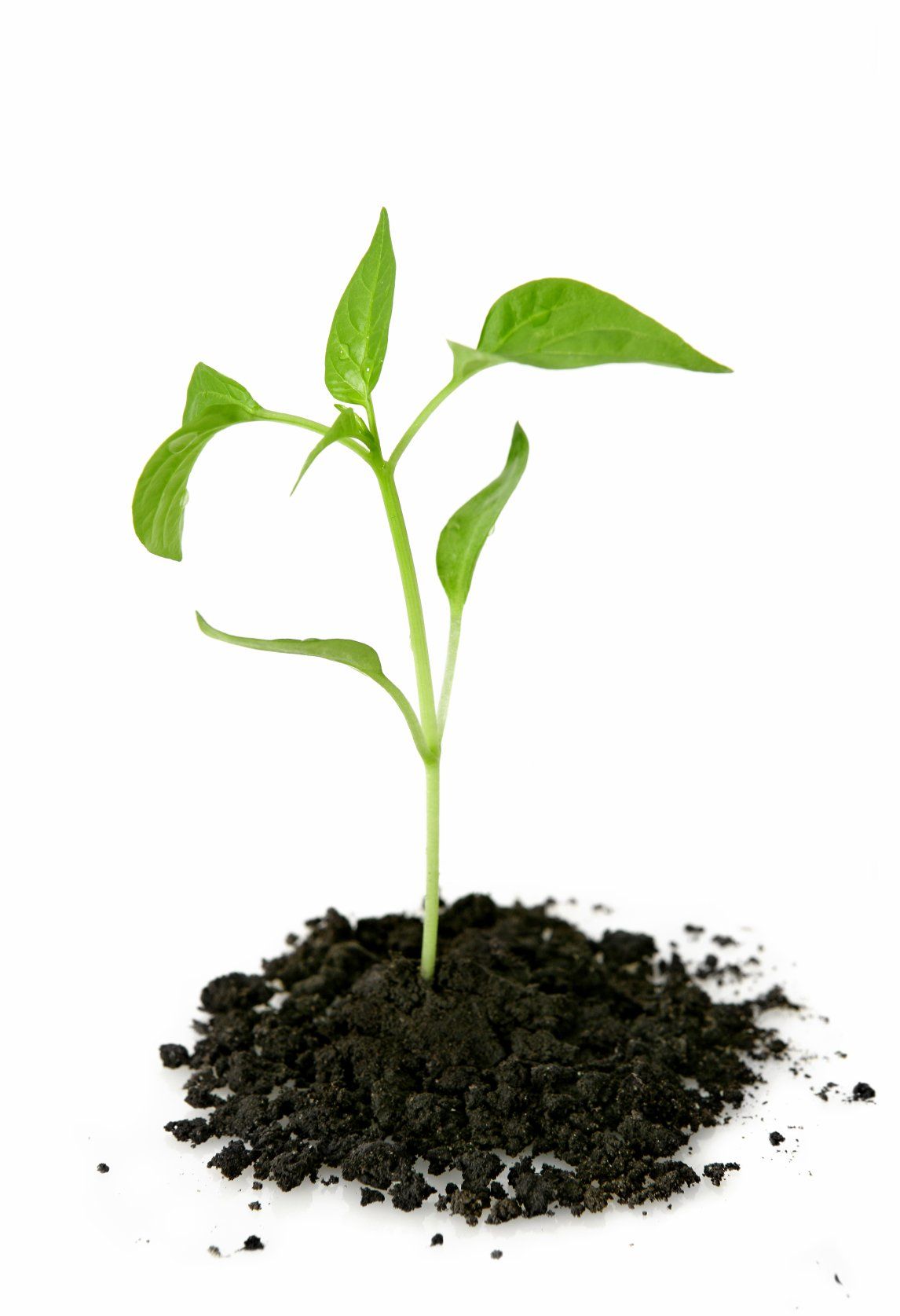 A small, green plant sprout sitting in some soil