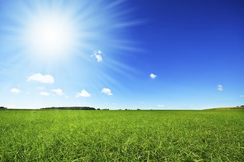 Cape Coral's Best Landscaping And Lawn Care