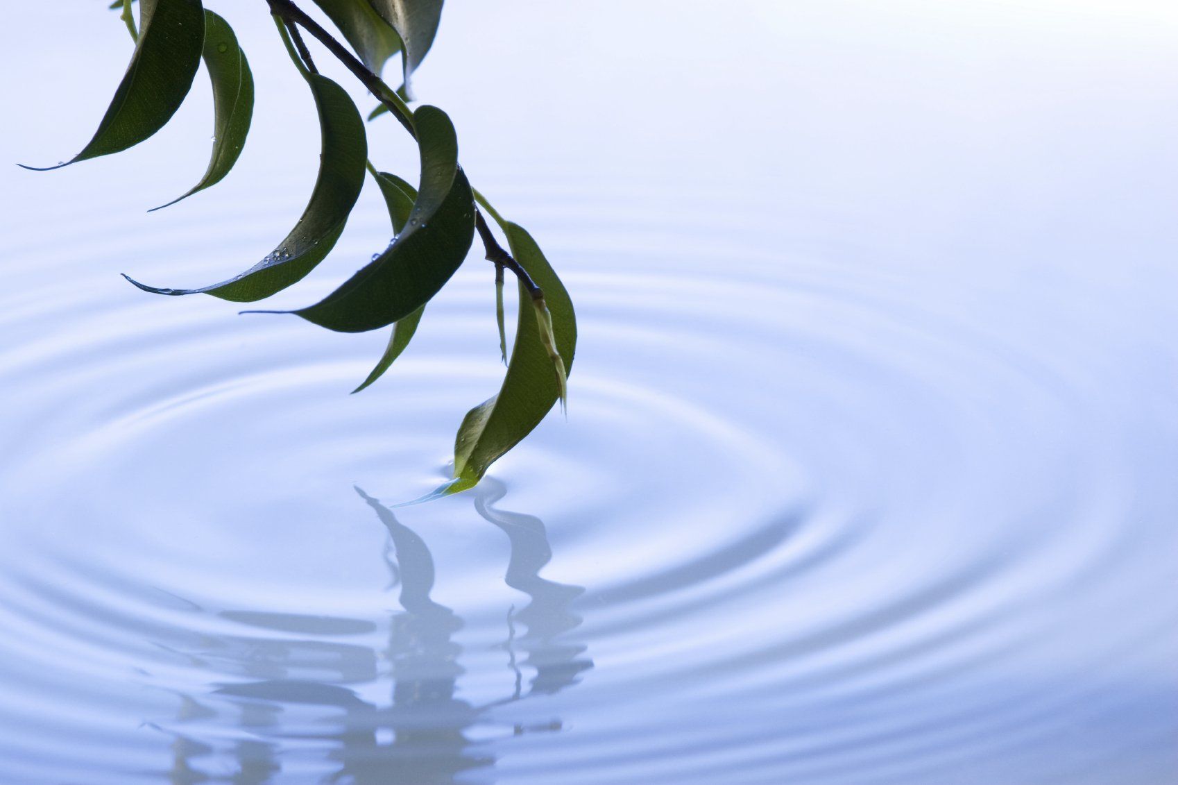 Ein Ast mit Blätter spiegelt sich im Wasser. Achtsamkeit versus Leistungsfähigkeit
