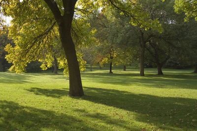 Sonnendurchfluteter Park mit vereinzelten Bäumen und langen Schatten auf grünem Gras