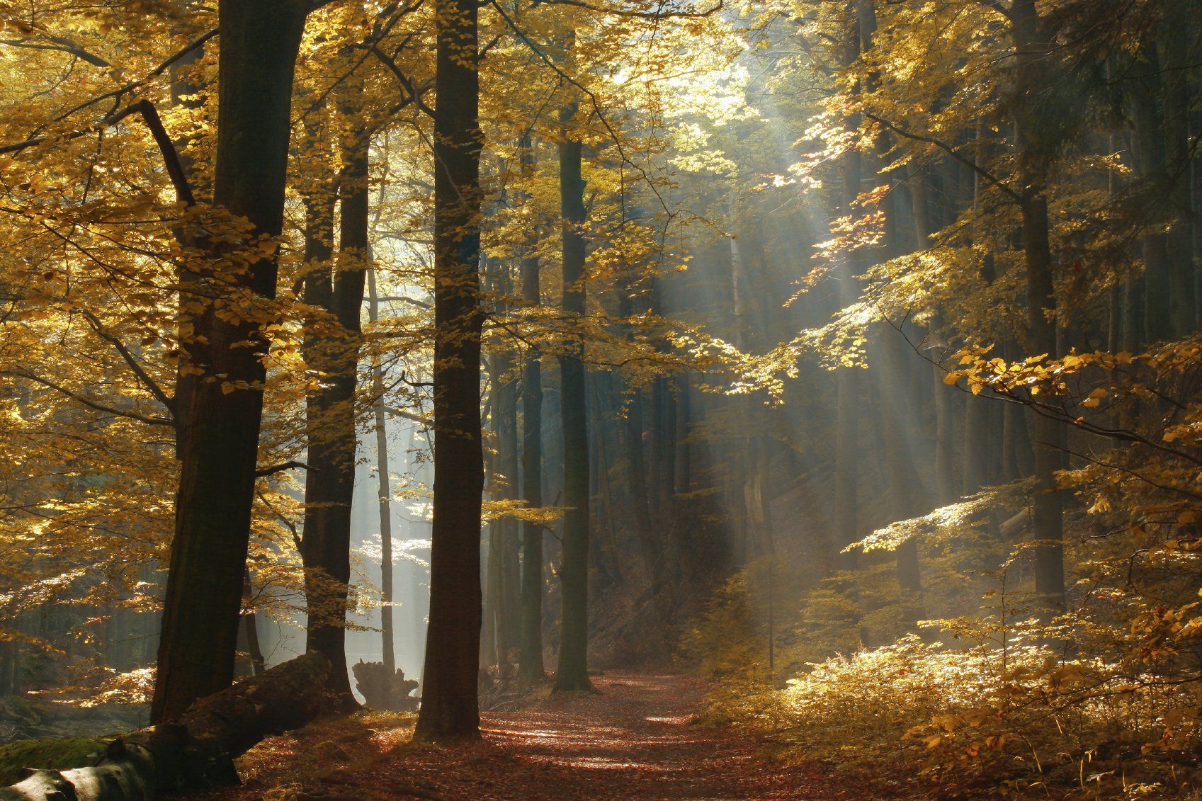 Lumière d'automne dans les sous bois