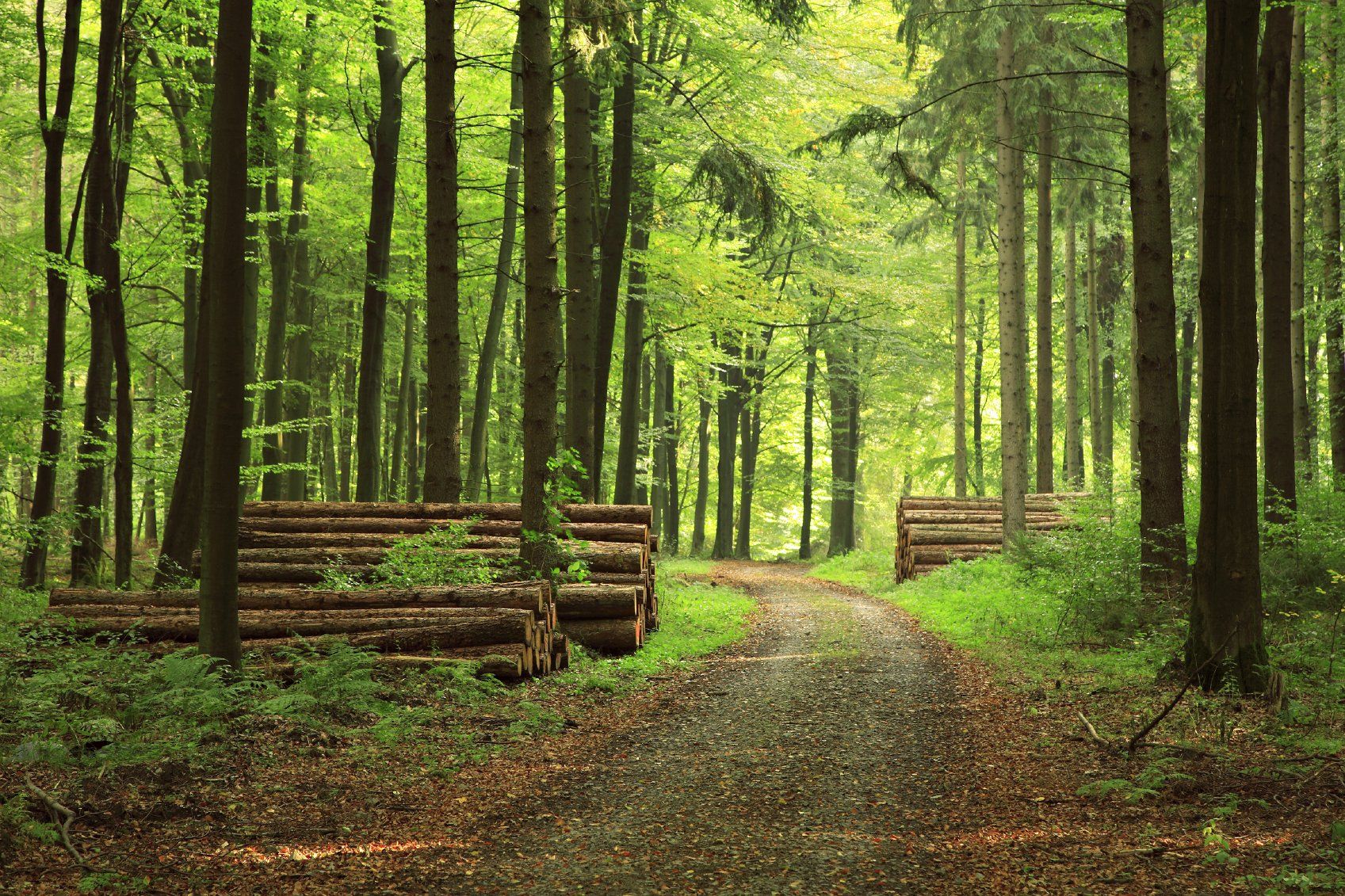 A dirt pathway through a lush green forest